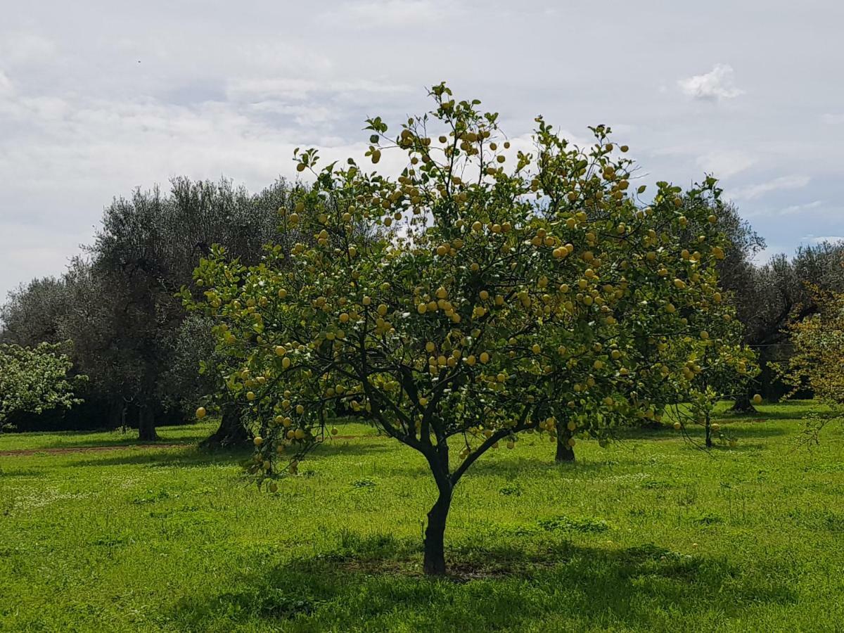 Torchiarolo Masseria Pisciani מראה חיצוני תמונה